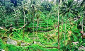 Ubud Bali